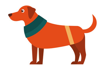 A domestic dog wearing a coat