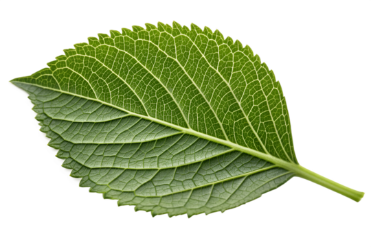 Close up of a green leaf with intricate vein patterns on black background veins texture