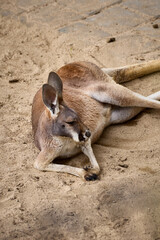 Fototapeta premium kangaroo in the zoo