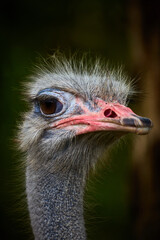portrait of an ostrich