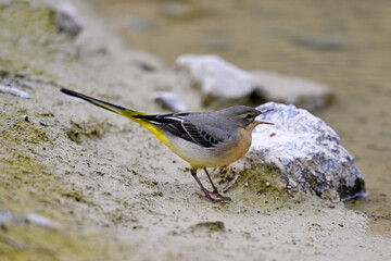 Gebirgsstelze // Grey wagtail (Motacilla cinerea)