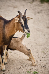 portrait of a goat