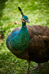 Obraz premium peacock in the park