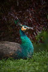 Obraz premium peacock in the park