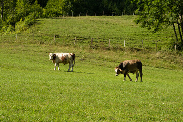 Brown and White Cows Grazing in Idyllic Countryside Landscape