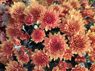 Flowers in autumn. Chrysanthemum