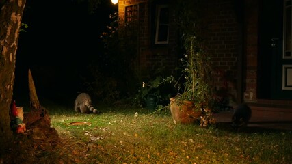 racoon with offspring exploring garden at night 5