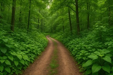 Latvia, Kandava, 2025-08-23, Latvijas kauss A Serene Forest Pathway