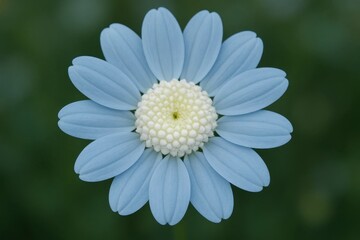 Obraz premium Latvia, Kandava, 2025-08-23, Latvijas kauss A single blue daisy stands out against a verdant backdrop, its petals unfurling in a delicate dance of nature's artistry