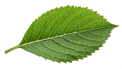 Close up of a vibrant green leaf with intricate white vein patterns veins nature