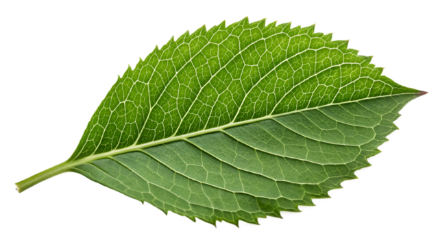 Close up of a vibrant green leaf with intricate white vein patterns veins nature