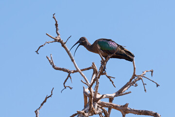 hadada ibis or bostrychia hagedash bird perched in tree with beak open