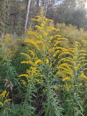 Flowers in autumn. Solidago virgaurea