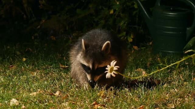 young racoon searching for food in garden at night 7