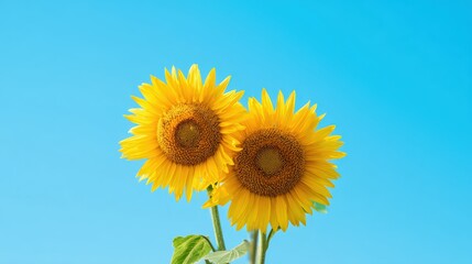 Obraz premium Two vibrant yellow sunflowers reach towards the clear blue sky, their golden petals radiating warmth on a bright and sunny summer day.