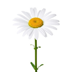 A single daisy, white petals around a yellow center, green stem, against a black background