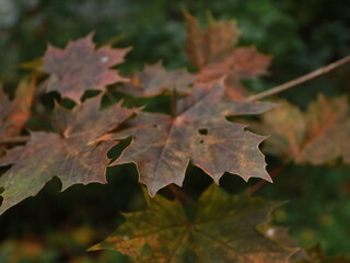 autumn maple leaves on a background of foliage and grass.