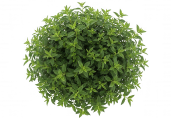 Lush Green Bush Foliage isolated on a transparent background