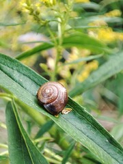 snail on a blade of grass