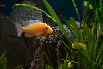 Focus on a yellow Nyasa peacock fish swimming in an aquarium. Diffuse background.