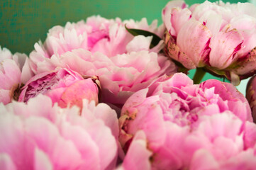 Close-up of blooming pink peonies