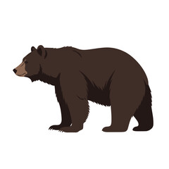 Fototapeta premium A large brown bear is standing sideways in the frame on a white background.