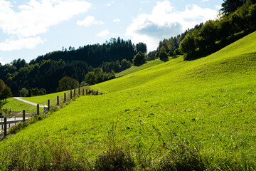 A valley in the Alps, a perfect lawn flooded with light and a coniferous forest