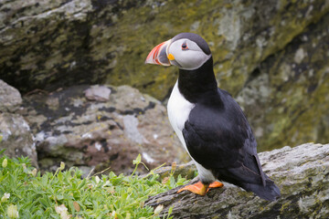 Fototapeta premium Atlantic puffin on Skellig Michael County Kerry Ireland