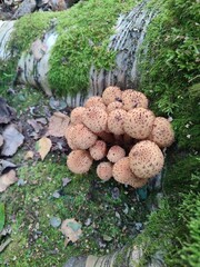 mushrooms in the roots of the stump. Pholiota squarrosa