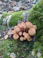 mushrooms in the roots of the stump. Pholiota squarrosa