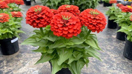 Vibrant red Zinnia elegans blossoms in a nursery setting, a beautiful floral display