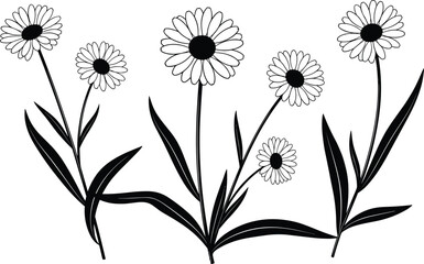 Daisy flower silhouettes, botanical illustration, long stems, narrow petals, leaf pairs, nature design, vector, minimal, black, white, floral
