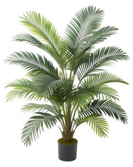 Obraz premium Green palm plant with feathery leaves in a dark gray pot green leaves tropical plant