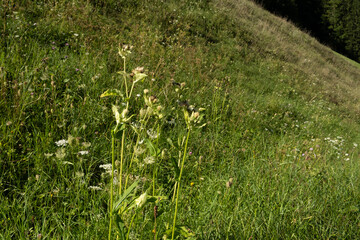 Fresh Green Alpine Herbal Flora in Nature Landscape.