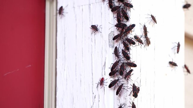 Boxelder bugs or Boisea trivittata cling to the walls of a house during the fall season in America. These bugs are redolent and will release a pungent.