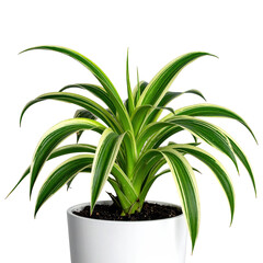 Fototapeta premium Lush spider plant with green and cream striped leaves in a white pot, dark background