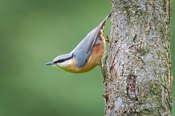 Eurasian Nuthatch (Sitta europaea) climbing down a tree trunk in a forest, common bird species in the Czech Republic