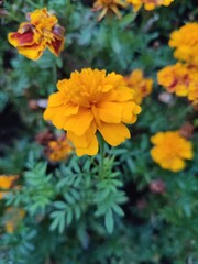 Flowers in autumn. Tagetes