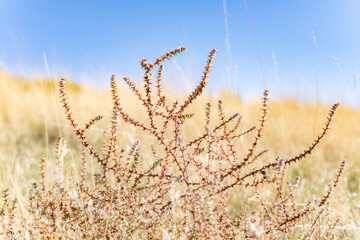 Dysphania atriplicifolia (synonym Cycloloma atriplicifolium), winged pigweed, tumble ringwing, plains North Menan Butte, tuff cones - volcanoes.Twin Butte Rd, Madison County, Idaho. Snake River Plain.