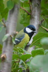 Great Tit (Parus major) perched on a branch in a green garden — common species in the Czech Republic