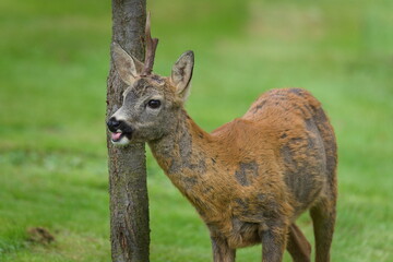 Roe Deer (Capreolus capreolus) male with one antler and tongue sticking out in humorous pose, common species in the Czech Republic