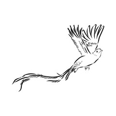 Quezal, bird, vector sketch illustration