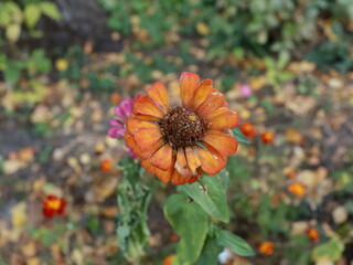 Orange Flower in the Garden