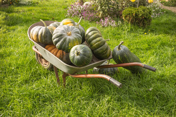 Green, ribbed pumpkins are loaded into a wheelbarrow