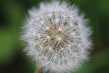 Obraz premium dandelion seed head