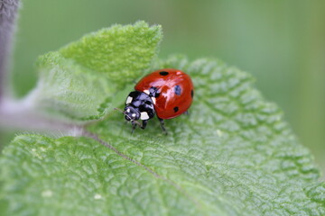 ladybug on grass
