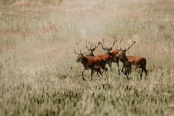 stado jeleni byki poroże rykowisko, jelenie w mieście © Colorful Soul