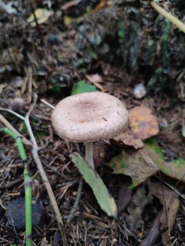a mushroom in the forest. Pluteus cervinus