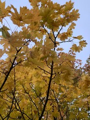 Red, yellow, and green maple leaves contrast beautifully against a gray autumn sky, capturing the vibrant colors of fall foliage.