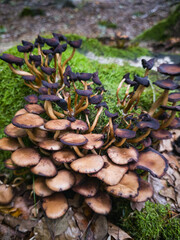 Cluster of honey fungus mushrooms growing on a decaying stump in the forest, Poland